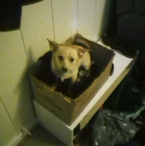 Meet your Posher, Jesse